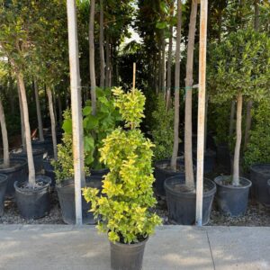 Euonymus Japonicus Aurea Sarmaşık